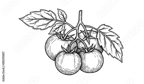 Hand Drawn Black and White Tomato Branch Vector Illustration with Three Fruits and Leaves