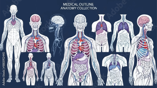 Human Anatomy Medical Illustration Collection Showing Organs and Systems.