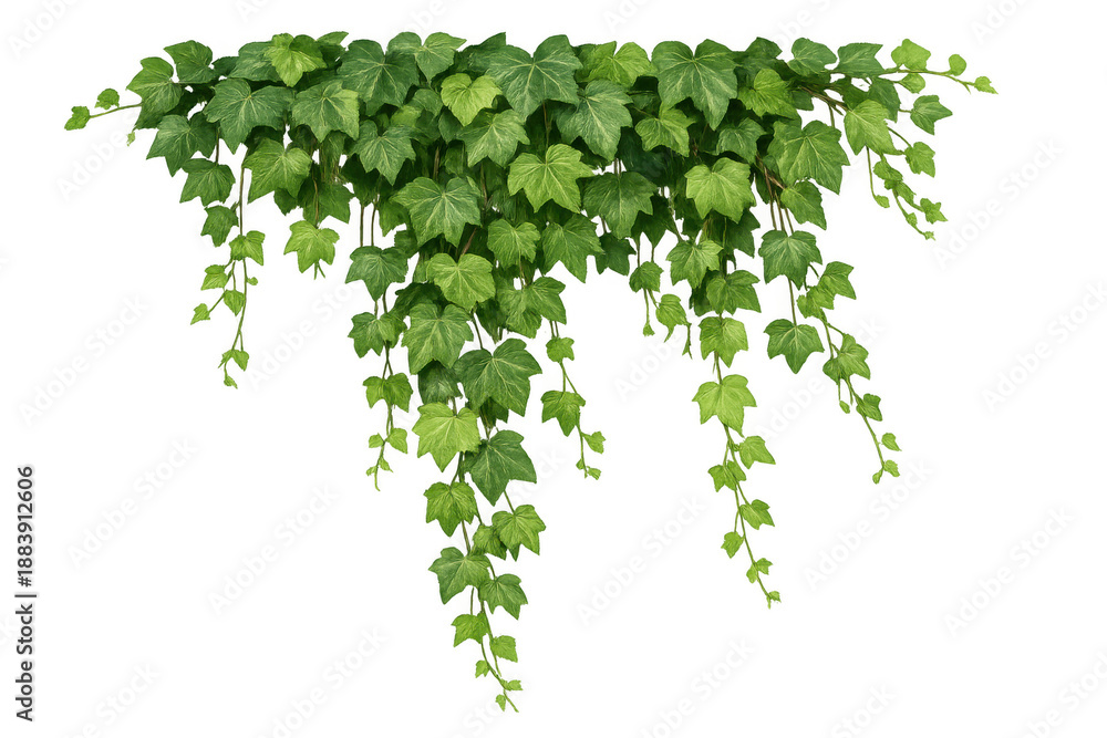 Fototapeta premium Lush green ivy climbing plant foliage with hanging creeper vines, creating a natural border on transparent background