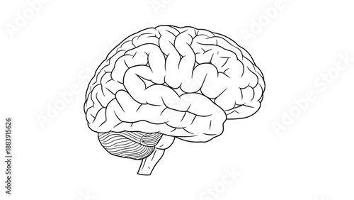 Detailed medical illustration of the human brain shown from a side profile view using clean black lines on a white background.