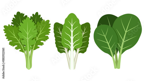 An illustration of three different types of leafy green vegetables on a white background