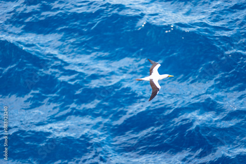 Booby seabird gliding above calm blue ocean, top view of marine wildlife in natural tropical environment.