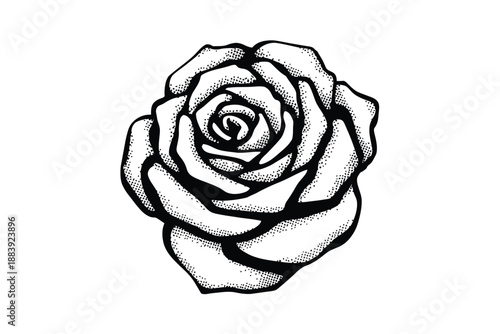 Detailed black and white illustration of a single blooming rose flower