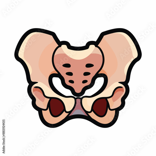 Pelvic bone anatomy illustration
