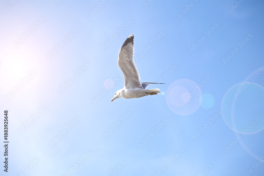 Obraz premium A seagull with wings spread in the blue sky. A symbol of freedom. A bird flies between the sunlight and the lens flare. A seagull that moves with determination or patience. 