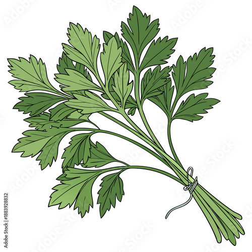 Fresh Green Parsley Leaves Bunch Vector Illustration