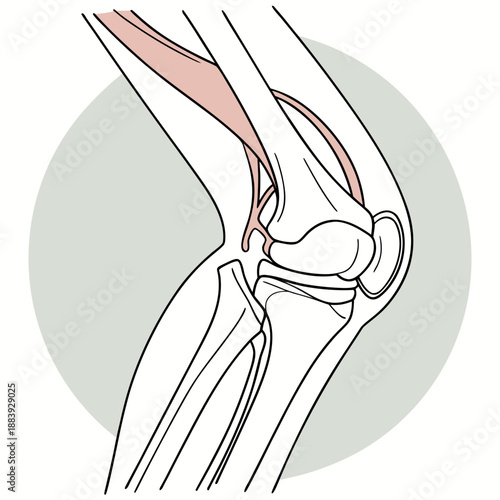 Human knee joint illustration, medical anatomy and skeletal system