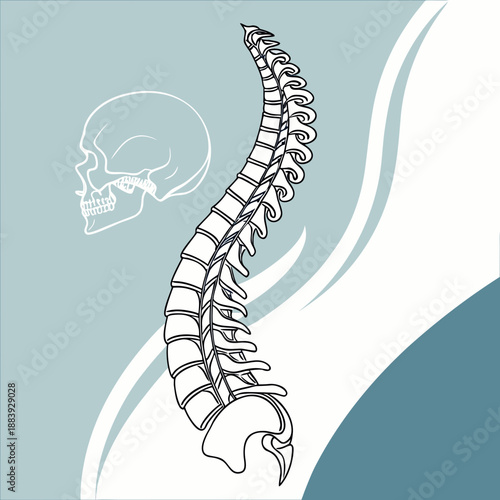 Abstract human spine curve, medical anatomy illustration