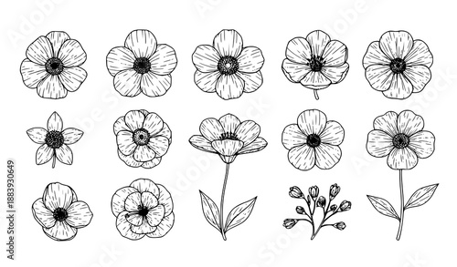 Black and White Flower Set Vector in Detailed Botanical Line Art Style EPS 10