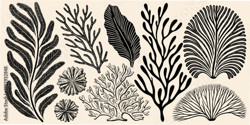 Vintage botanical illustration showcasing diverse seaweed and delicate marine plant life