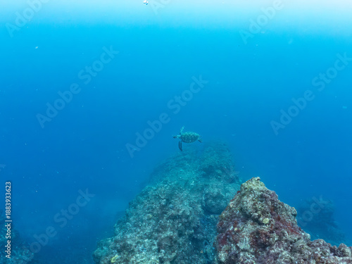 Wallpaper Mural アオウミガメ, Green Turtle, Green Sea Turtle, Chelonia mydas, ウミガメ科,
他。
ヒリゾ浜南伊豆町中木
静岡県伊豆半島-2025
日本有数のシュノーケリングスポット。
夏の数カ月間だけ渡し船で行ける。
水質透明度魚影が素晴らしい。
 Torontodigital.ca
