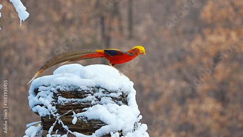 Golden pheasant landing on snow in winter forest