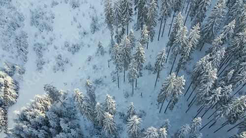 Top-down aerial footage of a tranquil, snow-laden coniferous forest in the heart of Synevyr National Park, located in the picturesque Carpathian Mountains of Ukraine.