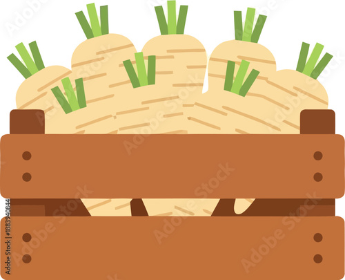Fresh parsnips in wooden crate vector illustration for organic farm and market design