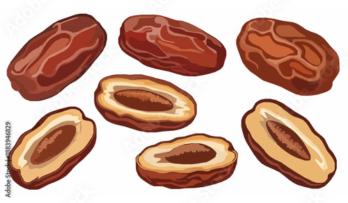 Close up dried date fruit vector illustration set for food branding