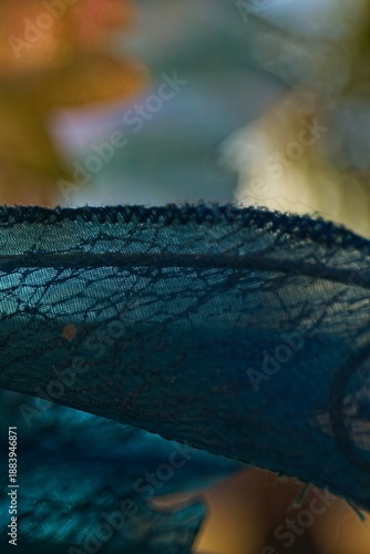 Closeup of lacey fairy wing.