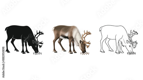 Set of three reindeer illustrations in black silhouette, realistic color, and outline styles