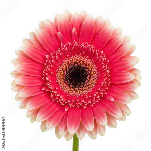 Pink gerbera daisy isolated on transparent background
