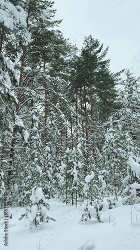 Snow Covered Pine Forest In Winter