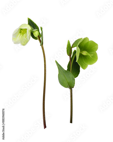 Set of green and white hellebore flowers isolated on white or transparent background