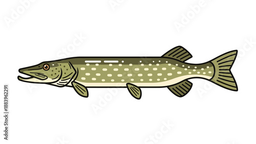 Illustration of Northern Pike Fish on White Background