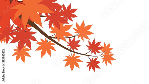 Autumn maple leaves on branch with white background