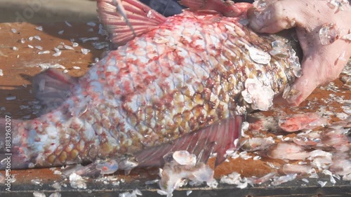 Fish Cleaning Process with Knife on Wooden Table. Man cleaning a fish using a knife on an wooden table. Scales and fish parts are visible, indicating the preparation process for cooking or preservatio