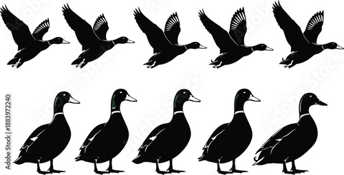 Duck silhouette set showing flying and standing waterfowl poses, black bird wildlife vector collection isolated on white background