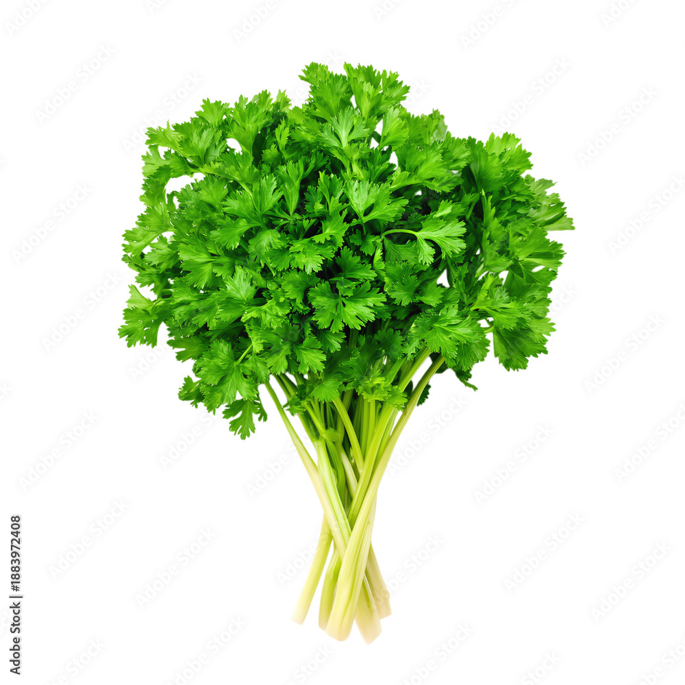 Fototapeta premium Fresh green parsley bundle with light stems