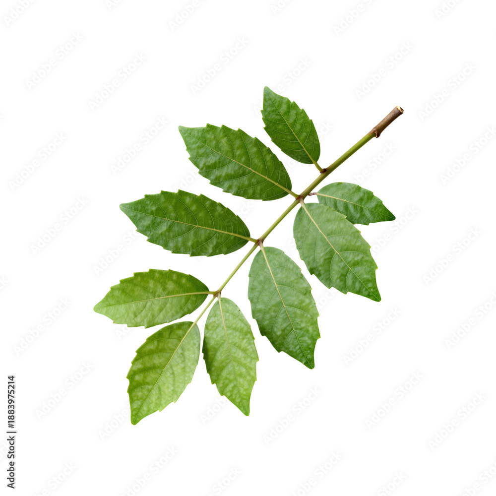 Fototapeta premium Green leafy branch with serrated edges isolated