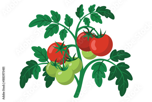 A vibrant illustration of a tomato plant with ripe and green tomatoes