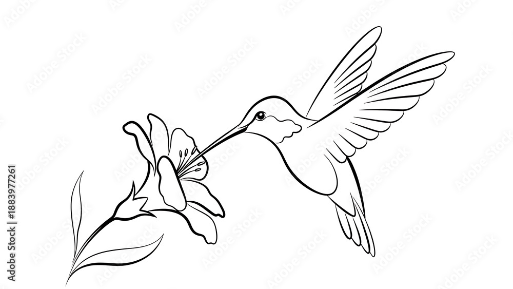 Obraz premium Hummingbird feeding on flower outline isolated on a transparent background