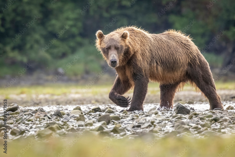 Fototapeta premium A wild coastal brown bear fishes for salmon in a stream in the backcountry of Katmai National Park in Alaska.