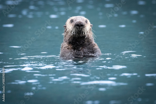 A wild sea otter in the waters of Katmai National Park in Alaska.