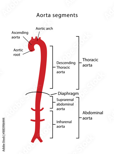 Segments of the aorta. Medical illustration of the main segments of the aorta. The human circulatory system. Vector illustration in flat style on a white background.