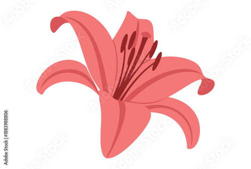 A beautiful pink lily flower on a white background
