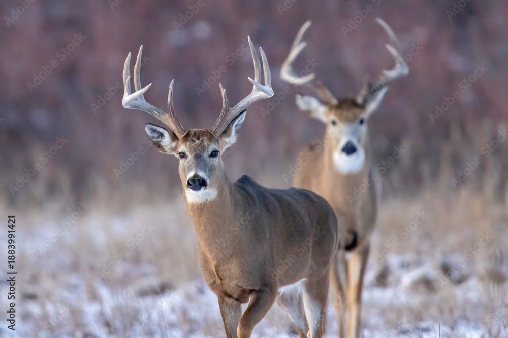 Obraz premium Wild mule deer grazing in a state park in Colorado.