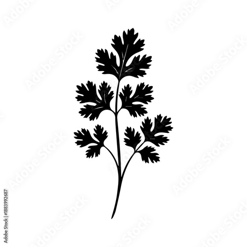 Black silhouette of a parsley plant with leaves on a stem viewed from the side