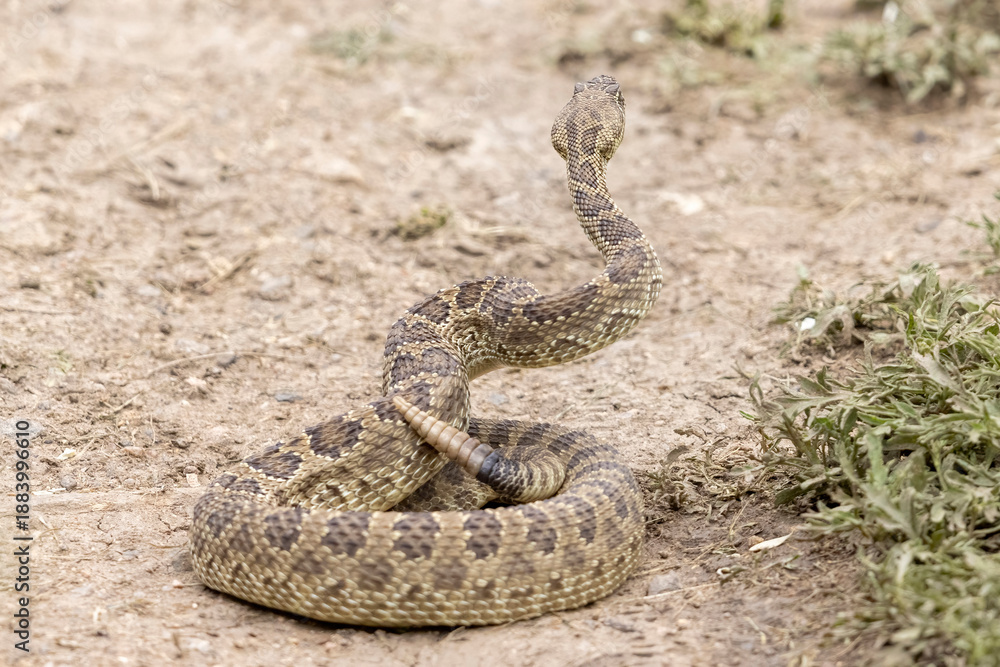 Fototapeta premium A wild prairie rattlesnake on a trail near the east slope of Colorado.
