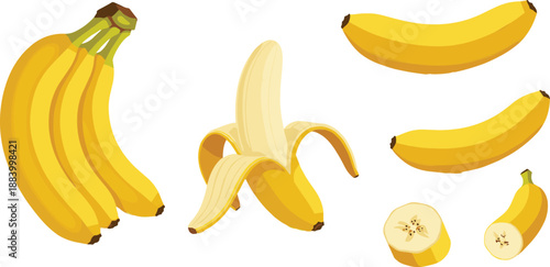 Banana fruit vector set with whole peeled sliced bananas fresh yellow tropical food illustration isolated