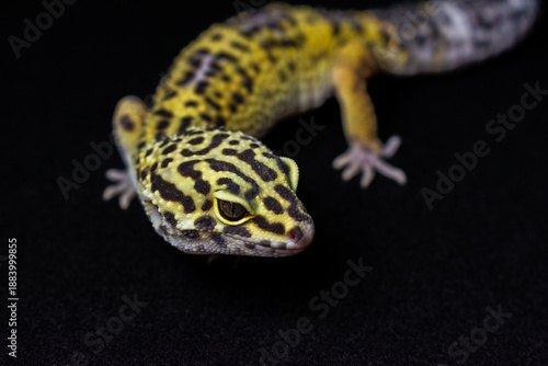 Close up leopard gecko on black background