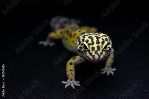 Close up leopard gecko on black background