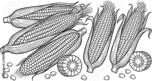Corn cob vintage engraving vector illustration with maize ears kernels and husks botanical farm food design isolated