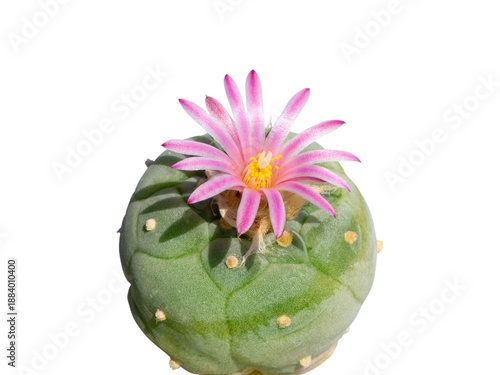 Lophophora fricii cactus from Mexico blooming with pink flower. Transparent background