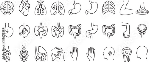 Human anatomy pictograms. Medical symbols for biology and healthcare. Anatomy, human, organs, medical, brain, lungs, heart, stomach, kidneys, liver, skeleton, skull, bones, joints etc vector icons.