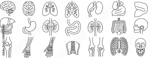 Human anatomy pictograms. Medical symbols for biology and healthcare. Anatomy, human, organs, medical, brain, lungs, heart, stomach, kidneys, liver, skeleton, skull, bones, joints etc vector icons.