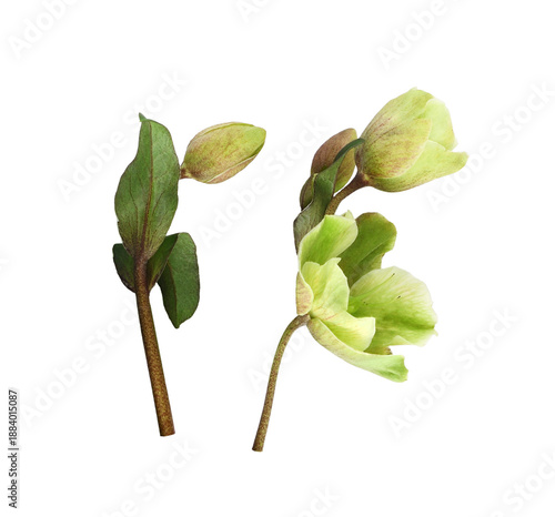 Set of green hellebore flow...