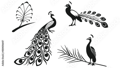 A black and white illustration of peacocks and their feathers