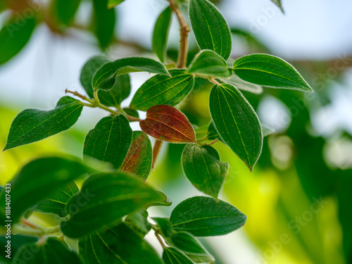 Close-up photo of Tibouchina leaves turning red