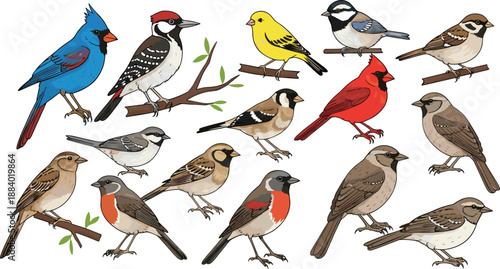 Songbird vector set with colorful garden birds perched on branches wildlife nature illustration collection isolated